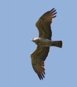 His replacement A16m on June 4, 2017: the birds differ in colouration and general shapes