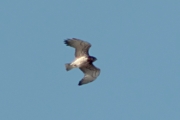 27.03 (1) A: the first Short-toed Eagle - old female in Mizhrichynskyi National Park