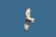 27.03 (3) A: bright underpart on the background of deep blue sky
