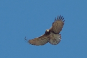 27.03 (4) A: the female is looking at the photographer from a distance of 0.4 km