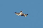 27.03 (7) A: looking for the prey she moves from place to place