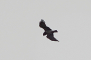 02.04 (5) B: typical for this male Osprey-like bend of wings allows to identify him every year