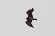 02.04 (4) B: hunting flight over the Desna River's floodplain