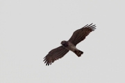 02.04 (3) B: he is hunting, all the primaries are in their places yet