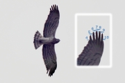 02.04 (7) C: the primaries in order of visible length; this picture is useful for describing individual peculiarities of the moulting