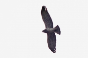 02.04 (6) C: another male Short-toed Eagle; the primaries aren't moulting too