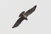 02.04 (8) C: less dark spots and bars on the thighs is typical for the male Eagles, but it isn't the unfailing mark of them