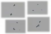 02.04 (9) B: the first (B) male is attacked by a Hooded Crow and by a Common Magpie