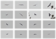 02.04 (10) B: one of his the first successful hunts at his home range and the following triumphal sky dance