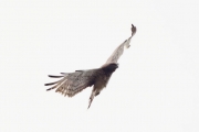 08.05 (1) B: the same male Short-toed Eagle at his nesting site