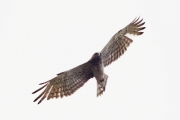 08.05 (3) B: the 7th right primary looks comparatively new - it was absent in the end of the previous breeding season