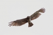 08.05 (4) B: he is staring at me from a ~90-metre height; his 3rd, 4th left primaries and 5th, 8th right ones are absent now