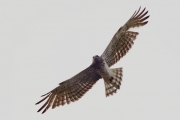 08.05 (2) B: a month later the moulting of the primaries is obvious even while observing at a great distance
