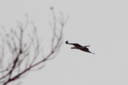 08.05 (5) E: pale-headed Short-toed Eagle - probably an immature bird born in 2009 or in 2008