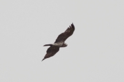 08.05 (7) E: it's looking back; although, the nesting site's owners aren't aggressive towards it
