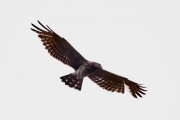 08.05 (8) B: the male (B) is just watching the young Eagle
