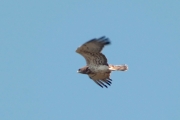 26.05 (1) D: the male Short-toed Eagle of another pair