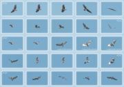 26.05 (2) D: his beautiful territorial display-flight is performed for an intruder