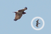26.05 (3) J: for this one - with specific signs of the primaries moulting and with a prey in its crop