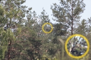 05.06 (1) F: female Short-toed Eagle in a new nest, which has been discovered from a distance of about 0.5 km