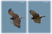 05.06 (2) G: the same male photographed from the same position almost 2 years later; he carries the snakes towards the nest