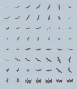 19.06 (1) H: one more display flight, this time performed by a non-breeding female