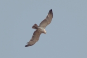 19.06 (2) I: very pale immature Short-toed Eagle; the wings look not such broad as adults' ones do