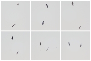 19.06 (5) J&H: Short-toed Eagle (pls see 26.05 - J) chases the female (H), which has a snake in her beak; the chaser may be her last year's partner and at the same time the C bird (pls see 02.04)