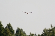19.06 (4) I: its pale head is visible from a distance; it probably tells of absence of the territorial claims