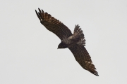 03.07 (5) A: she is extremely spotted and dark Short-toed Eagle; although, in bright sunlight from a great distance she doesn't seem so (pls see 27.03)