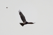 03.07 (1) A: the female Short-toed Eagle photographed 27.03 (A) has just left the nest and flies to hunt