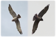 03.07 (6) A&B: her constant partner (pls see 02.04 & 08.05 - B) is apparently much lighter and much slimmer than she is