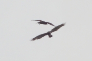 03.07 (8) A&B: flying together