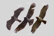 B: the primaries moulting; in the last case some feathers look ragged mainly because they're wet; the fresh-grown ones are a bit greyer