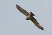 03.07 (10) B: circling at his breeding site he always attentively looks around