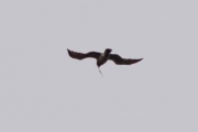 03.07 (9) B: his identifiable Osprey-like zigzag wings adorn him
