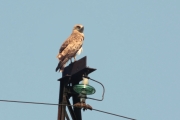 17.07 (1) K: hunting from a traditional high perch - top of a power line pylon