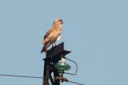 17.07 (2) K: the photographer isn't hidden, but the Short-toed Eagle doesn't look much disturbed