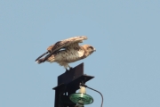 17.07 (3) K: now the man has approached too close; it's time to fly away