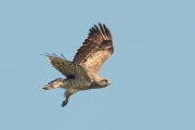 17.07 (4) K: typical coloration of an adult Short-toed Eagle - the same tone of the head, the back and the lesser wing coverts