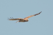 17.07 (5) K: however, the Eagle is flying towards the man; in the air they usually feel themselves more comfortable