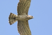 17.07 (6) K: the close-up allows to identify the bird as one photographed a year ago