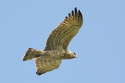 17.07 (7) K: this bird hasn't been observed at its nesting site, but its behaviour and relationships with other Short-toed Eagles tell that it is quite dark and spotted male