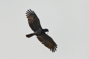 24.07 (1) G: this male has brought a snake to his grown chick; the bird photographed on June 5th (G) is recognized thanks to the dark marks and the fresh feathers at places of the moulted ones