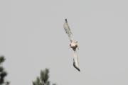 24.07 (2) G: his neighbour, a Common Buzzard, makes him do some special maneuvers to avoid its attacks