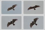 24.07 (4) Q: the female is typical-coloured and her primaries are moulting now; 8th ones are almost absent, 5th primaries are shorter than normal ones