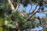 24.07 (5) G: the male has arrived at the nesting pine with a lizard