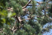 24.07 (6) G: he’s going to jump down to the nest