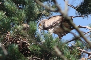 24.07 (8) G: giving the prey to the chick