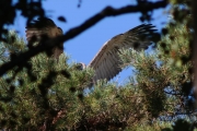 30.07 (1) M: feathers of this Short-toed Eagle chick are almost full-grown; it's doing wing exercises